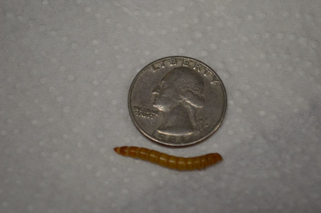 Large Mealworms