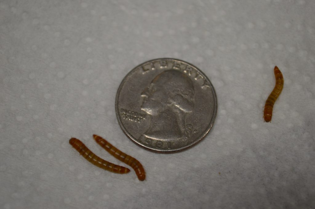 Medium Mealworms