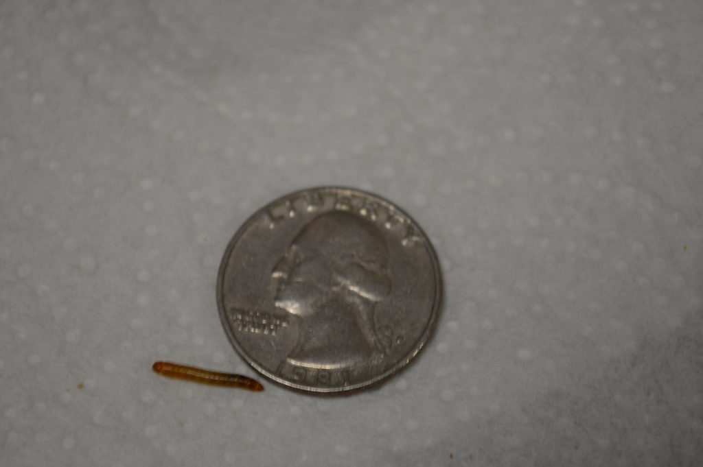 Small Mealworms
